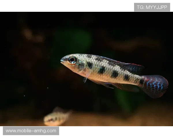 皇冠棋盘的使用场景与礼仪规范，了解皇室活动中皇冠棋盘的具体应用方式